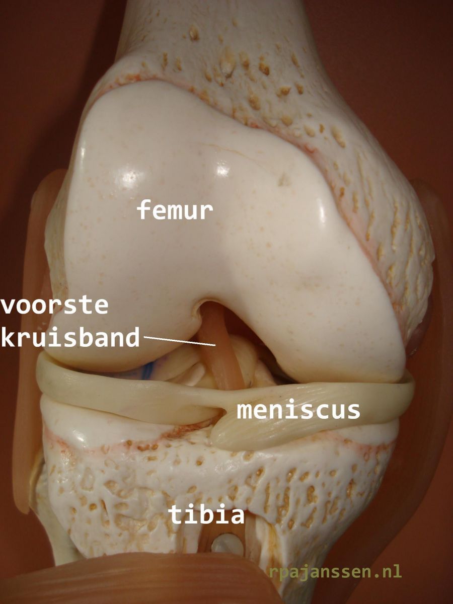 Vooraanzicht knie met voorste kruisband (ook afgebeeld femur, meniscus, tibia)